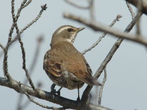ツグミ 2月17日 荒神橋上流