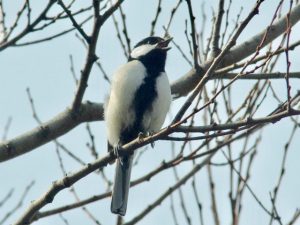 シジュウカラ 2月22日 御蔭橋