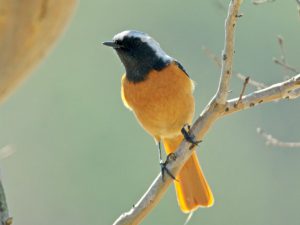 ジョウビタキ♂ 3月9日 宝ヶ池