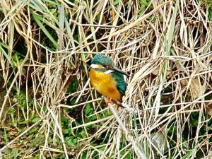 カワセミ♂ 3月1日 御蔭橋上流