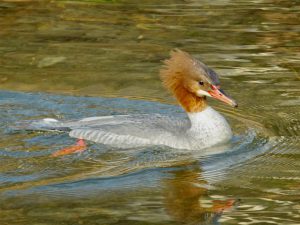 カワアイサ♀ 3月1日 蓼倉橋