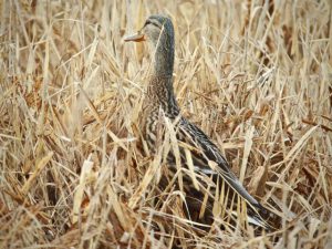 マガモ♀ 3月1日 高野橋下流