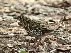 トラツグミ