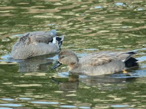 オカヨシガモ♂ 3月1日 河合橋上流