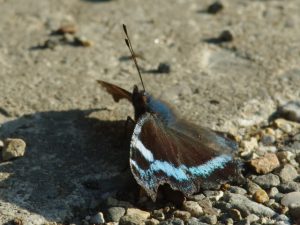 ルリタテハだが… 3月9日 宝ヶ池