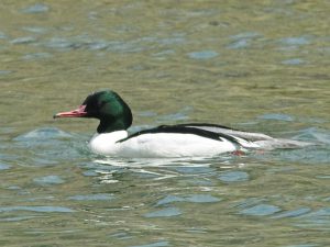 カワアイサ♂ 3月26日 荒神橋上流