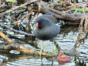 バン♂ 3月1日 御蔭橋上流