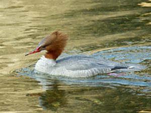 カワアイサ♀ 3月1日 御蔭橋上流