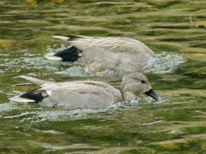 オカヨシガモ♂ 3月15日 河合橋上流