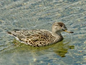 コガモ♀ 3月26日 荒神橋下流