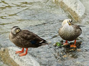 カルガモ♀ と ♂ 3月15日 高野橋下流