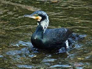 カワウ 3月1日 蓼倉橋