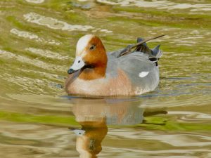 ヒドリガモ♂ 3月1日 御蔭橋