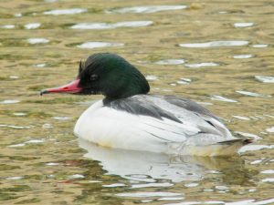 カワアイサ♂ 3月15日 御蔭橋上流