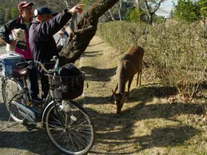 シカとヒトとイヌ 3月9日 宝ヶ池