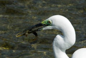 ドジョウ ダイサギ♂ 4月16日 荒神橋下流