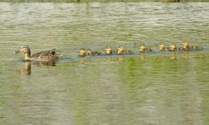 マガモ 4月22日 二条大橋下流 MBm8csapr22-1