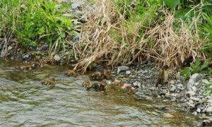 マガモ 4月12日 河合橋上流 MA9csapr12-1