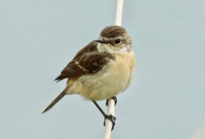 オジロビタキ? 4月19日 荒神橋下流