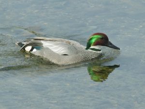 ヨシガモ♂ 4月23日 丸太町橋