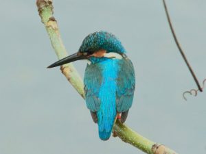 カワセミ♂ 4月10日 蓼倉橋下流