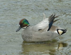 ヨシガモ♂ 4月14日 丸太町橋下流