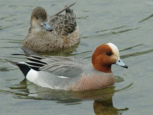 ヒドリガモ 4月14日 丸太町橋下流