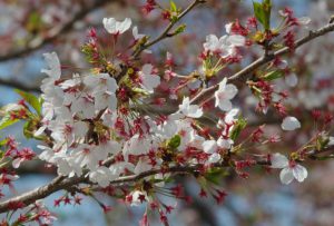 ソメイヨシノ 4月16日 賀茂大橋