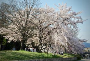 4月9日 賀茂大橋