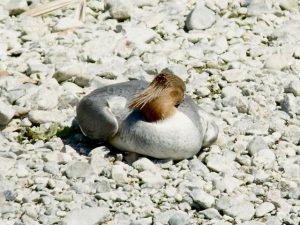 カワアイサ♀ 4月13日 賀茂大橋下流