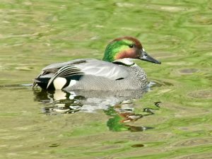 ヨシガモ♂ 4月22日 丸太町橋下流