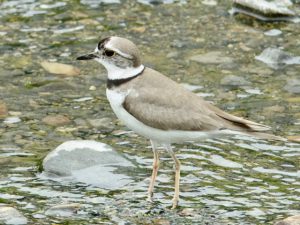 コチドリ幼鳥 4月24日 荒神橋上流