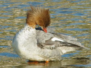 カワアイサ♀ 4月9日 荒神橋下流