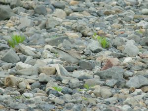 イカルチドリ? 4月24日 荒神橋上流 -1