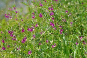 カラスノエンドウ 4月16日 出町柳