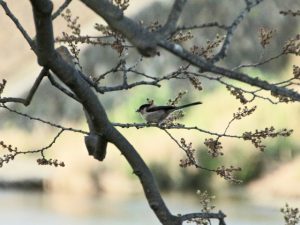 エナガ 4月9日 賀茂大橋