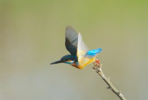 カワセミ♂ 4月8日 蓼倉橋下流