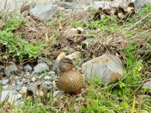 マガモ 4月11日 御蔭橋上流 MAm9csapr11-3