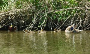 KMAm5csmay8-3 マガモ♂はツキマトイから同伴者に昇格か