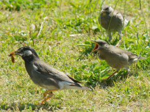 餌をせがむ幼鳥
