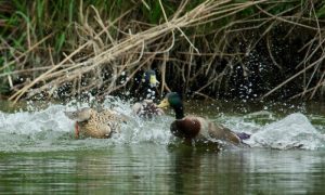 5 逃げる♂1