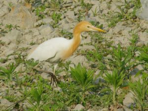 アマサギ 5月13日 賀茂大橋下流