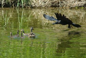 カラスの襲撃 5月8日 丸太町橋 MDm4csmay8-1