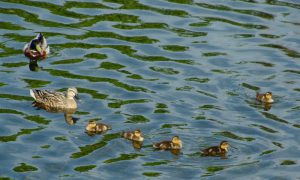 が、子どもたちは敬遠ぎみ KMAm5csmay8-4