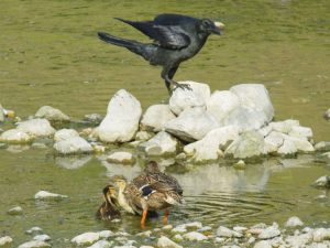 つぎはカラスの来襲 MGm4csmay8-9
