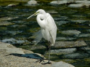 ダイサギ 5月23日 賀茂大橋下流