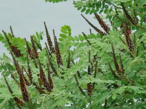 イタチハギ（クロバナエンジュ）5月19日 高野川