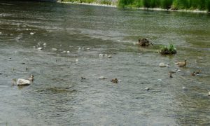 カルガモ と マガモ 5月2日 御池大橋 KAm7csMB7m7csmay2-1