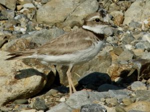 コチドリ幼鳥 5月23日 賀茂大橋