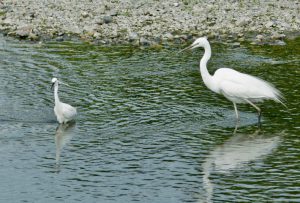 コサギ と ダイサギ 5月6日 賀茂大橋 -2